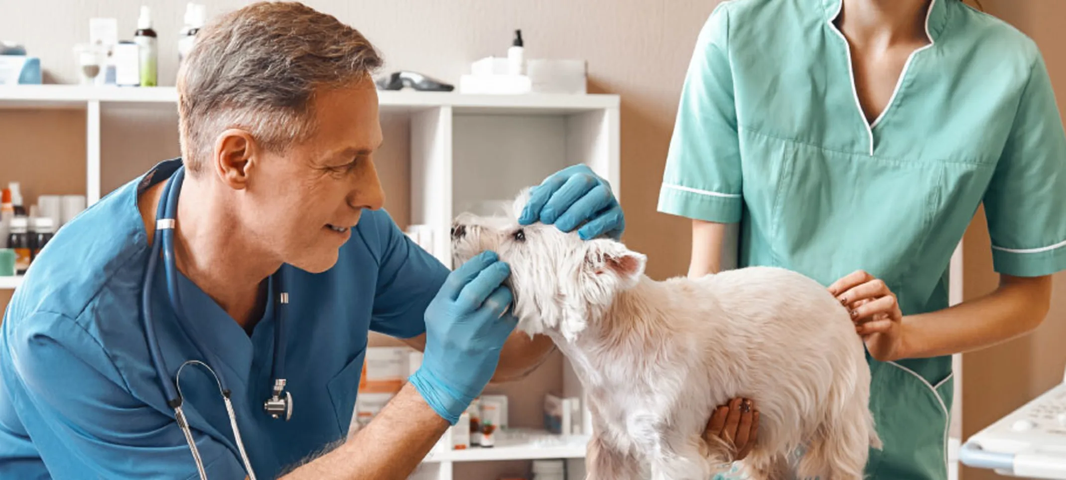 Dog Examine by Doctors Medical
